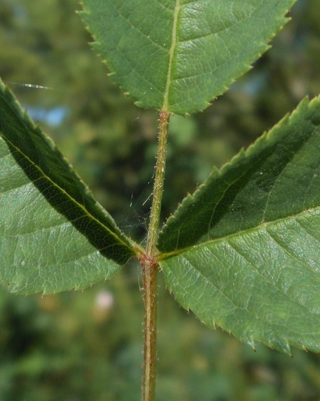 Rosa squarrosa / Rosa pustolosa